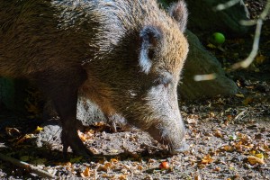 boar-1033870_1920