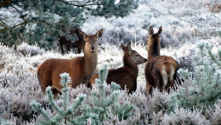 Deer in a field