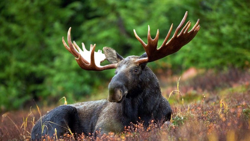 moose crashes through metal carport