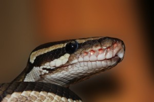 snake-ball-python-python-regius-beauty-39661-large